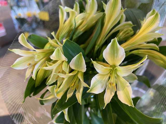 1月31日-２月2日　Weekend Flower