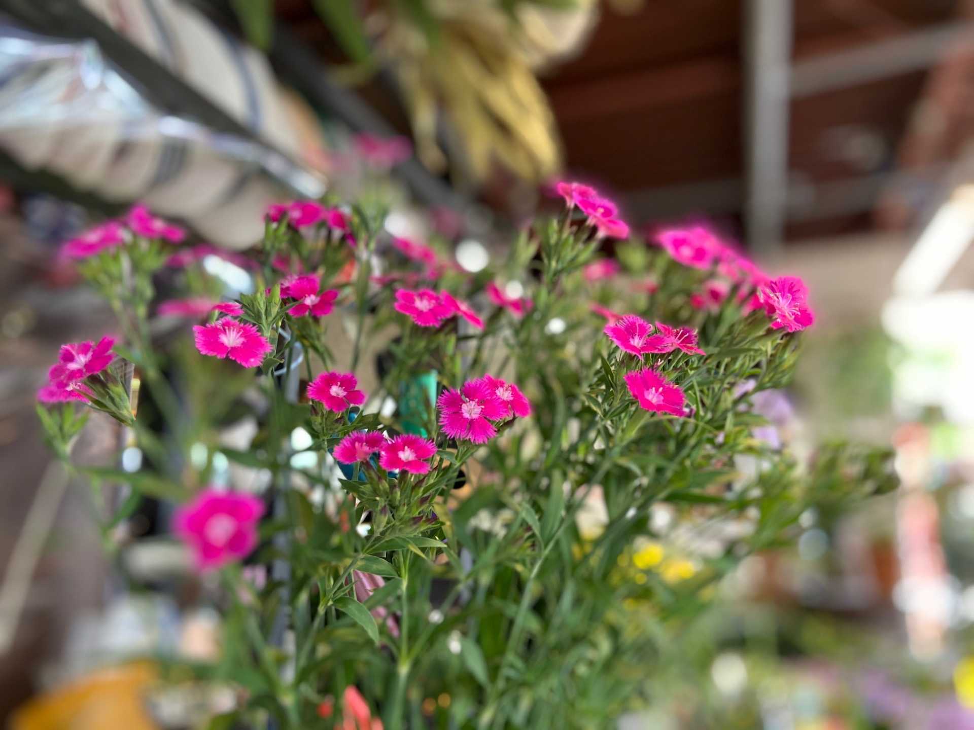 5月15日-5月17日　Weekend Flower