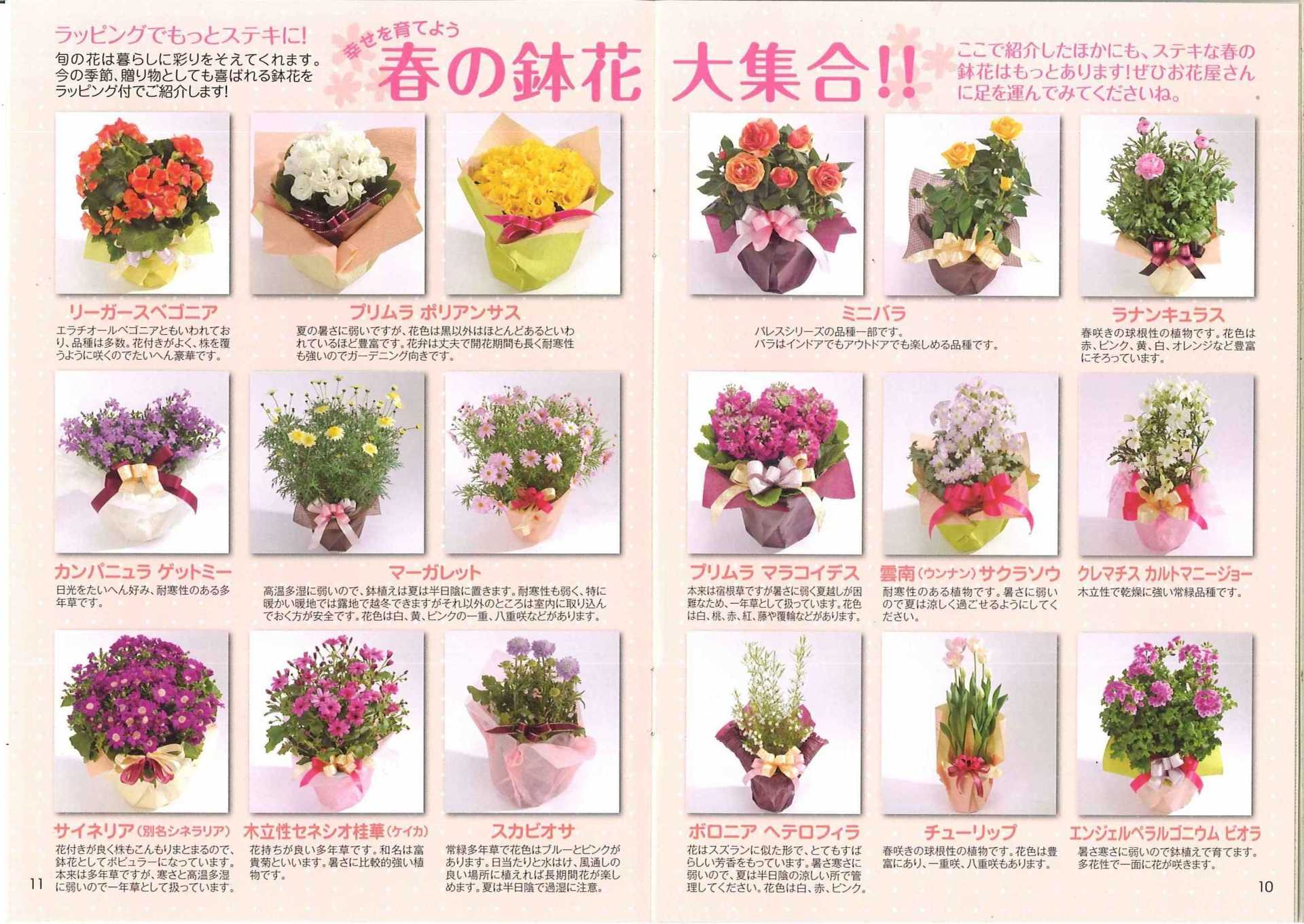 春の花鉢をご紹介します