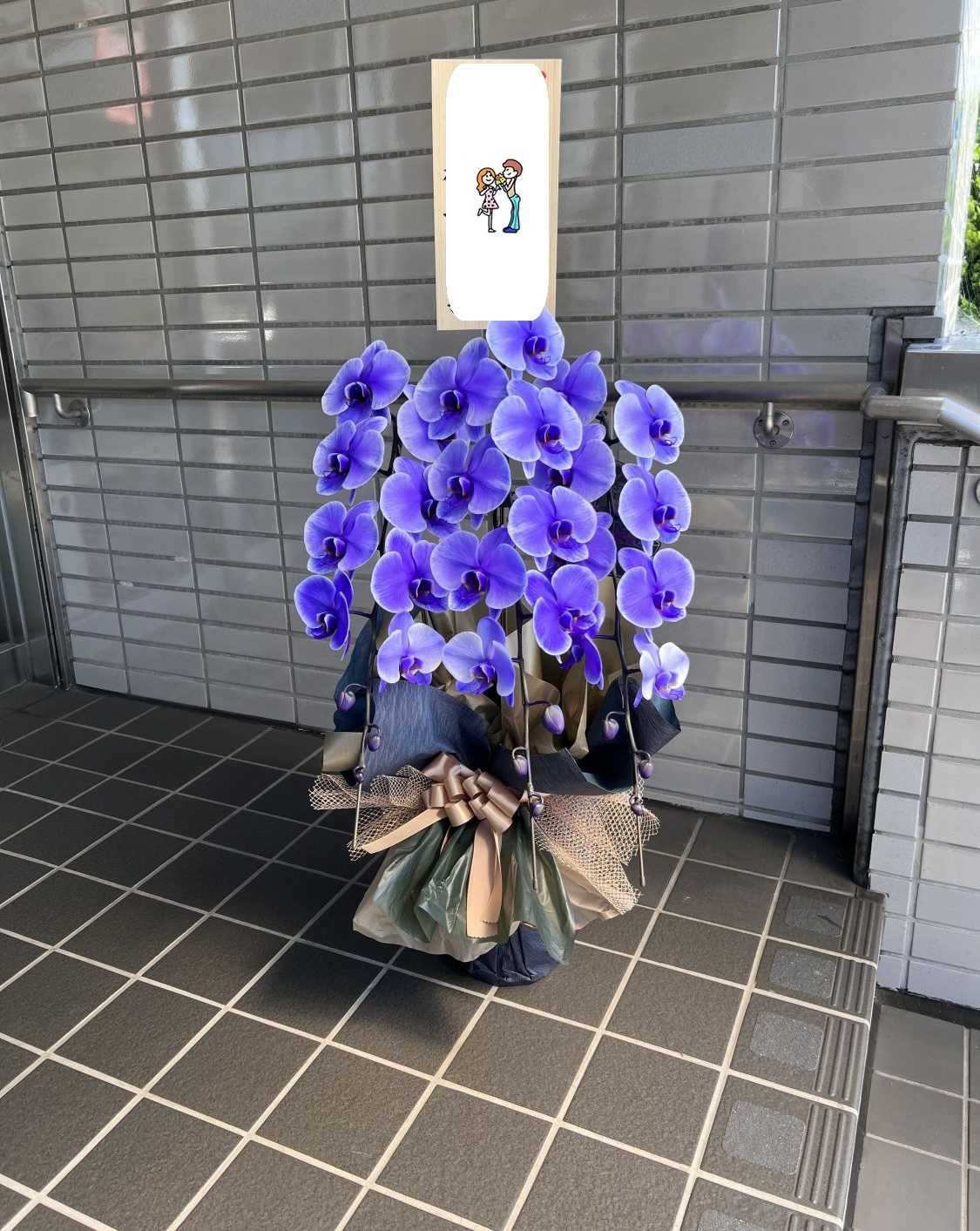 胡蝶蘭を納品いたしました