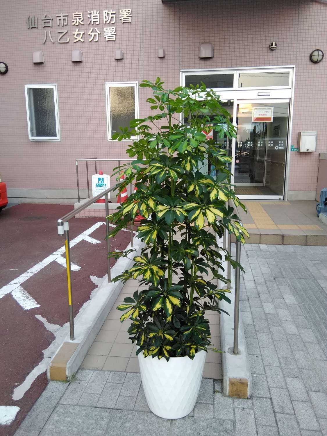 観葉植物ご紹介 Gallery 花しょう 仙台市宮城野区鶴ケ谷のお花屋さん